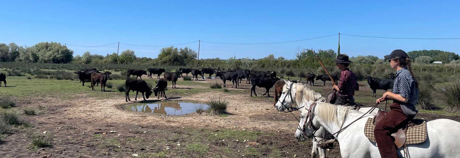tourisme equestre camargue