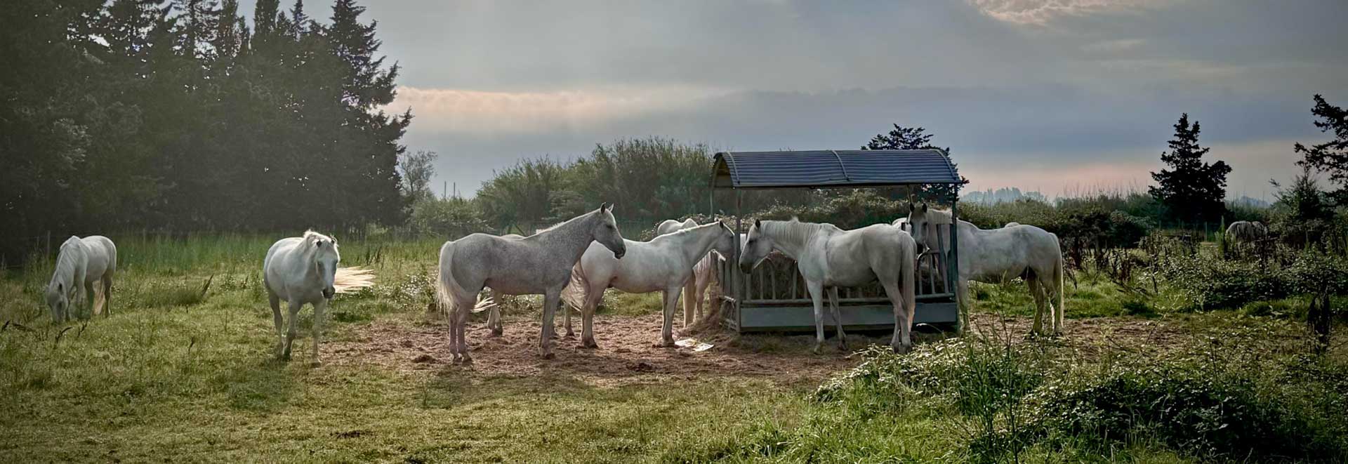 ballade a cheval en camargue